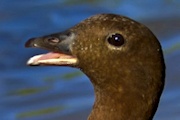 Australian Wood Duck (Chenonetta jubata)